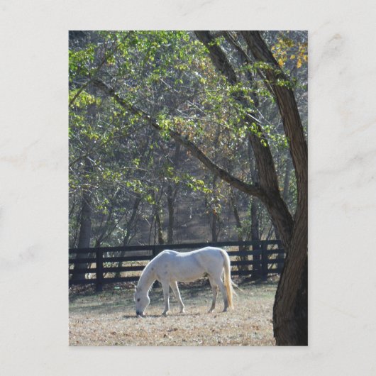 Weißes Pferd in den Bäumen Postkarte (Vorderseite)