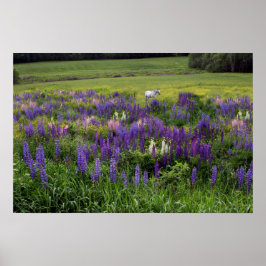 Weißes Pferd in einem Lupine Field Poster