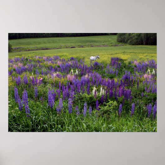 Weißes Pferd in einem Lupine Field Poster (Vorne)