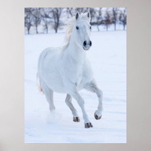 Weißes Pferd läuft im Schnee Poster (Vorne)