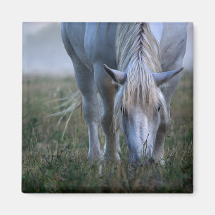 Weißes Pferd Magnet