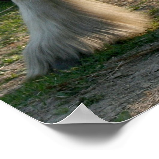 Weißes Pferd mit Bride Poster (Ecke)