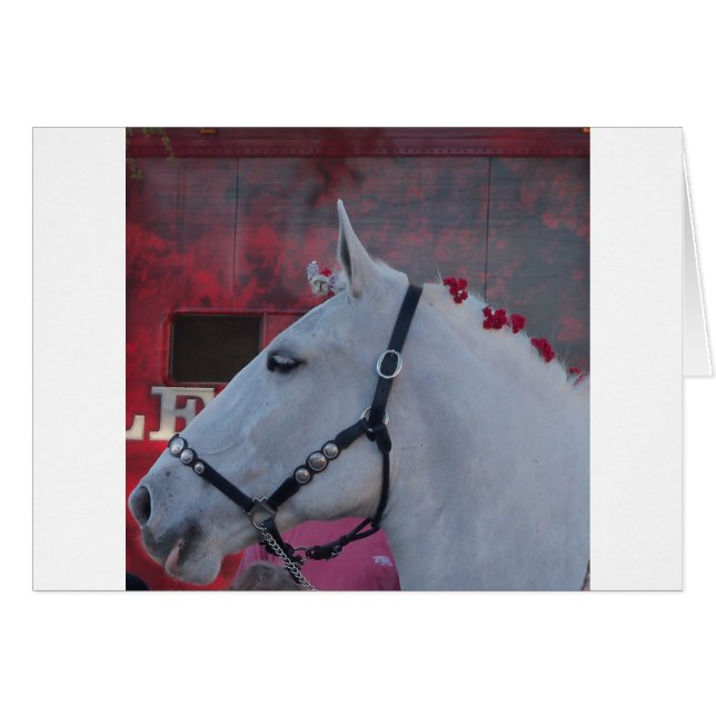 Weißes Pferd mit schwarzer Brille und roter Blume (Vorderseite (Horizontal))