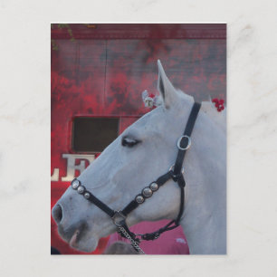 Weißes Pferd mit schwarzer Brille und roter Blume Postkarte