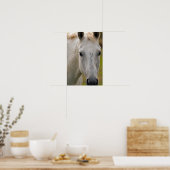 Weißes Pferd Porträt Poster (Küche)