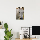 Weißes Pferd Porträt Poster (Heimbüro)