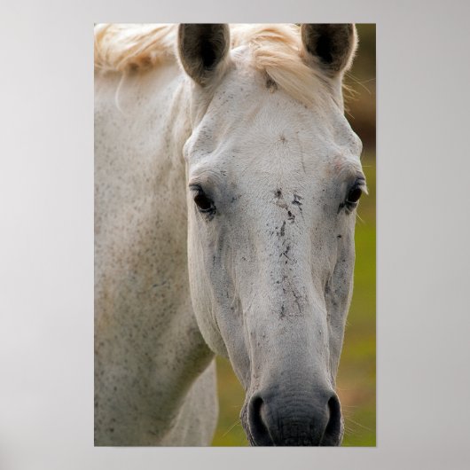 Weißes Pferd Porträt Poster (Vorne)