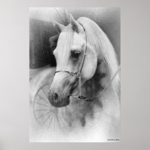 Weißes Pferd Poster