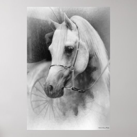 Weißes Pferd Poster (Vorne)