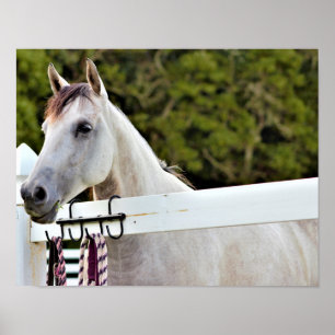 Weißes Pferd Poster