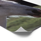 Weißes Pferd Poster (Ecke)
