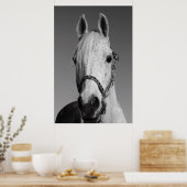 Weißes Pferd Poster, Print Poster (Küche)