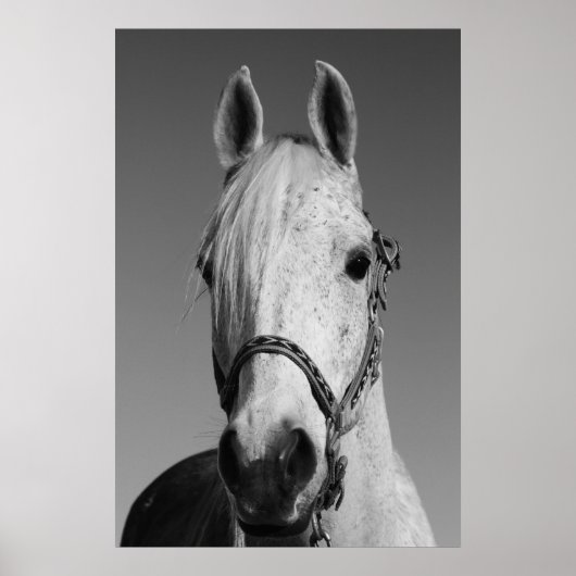 Weißes Pferd Poster, Print Poster (Vorne)