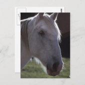 Weißes Pferd Postkarte (Vorne/Hinten)