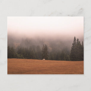 Weißes Pferd Postkarte