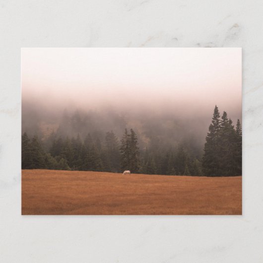 Weißes Pferd Postkarte (Vorderseite)