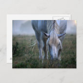 Weißes Pferd Postkarte (Vorne/Hinten)
