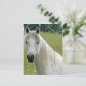 Weißes Pferd Postkarte (Stehend Vorderseite)