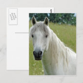 Weißes Pferd Postkarte (Vorne/Hinten)