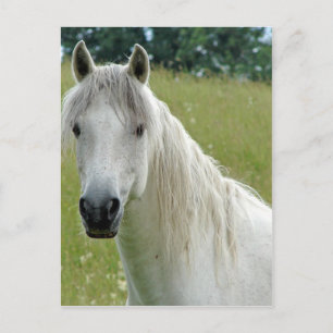 Weißes Pferd Postkarte