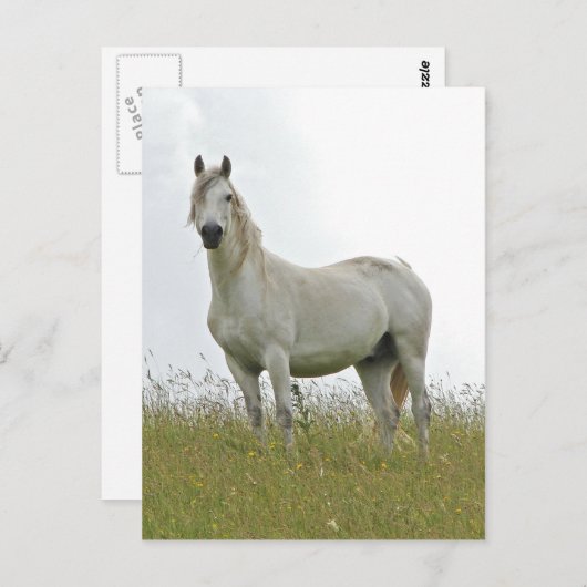 Weißes Pferd Postkarte (Vorne/Hinten)
