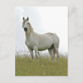 Weißes Pferd Postkarte (Vorderseite)