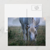 Weißes Pferd Postkarte (Vorne/Hinten)