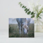 Weißes Pferd Postkarte (Stehend Vorderseite)
