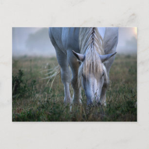 Weißes Pferd Postkarte