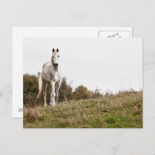 Weißes Pferd Postkarte (Vorne/Hinten)