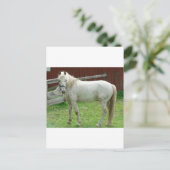 Weißes Pferd Postkarte (Stehend Vorderseite)
