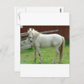 Weißes Pferd Postkarte (Vorne/Hinten)