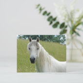 Weißes Pferd Postkarte (Stehend Vorderseite)