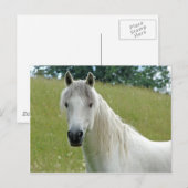 Weißes Pferd Postkarte (Vorne/Hinten)