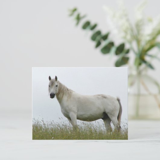 Weißes Pferd Postkarte (Stehend Vorderseite)