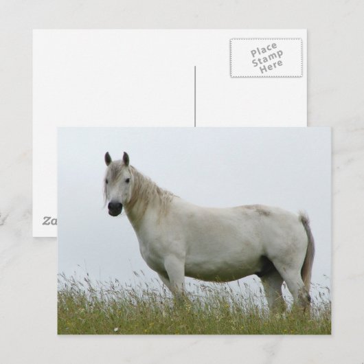 Weißes Pferd Postkarte (Vorne/Hinten)