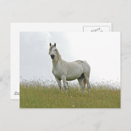 Weißes Pferd Postkarte (Vorne/Hinten)