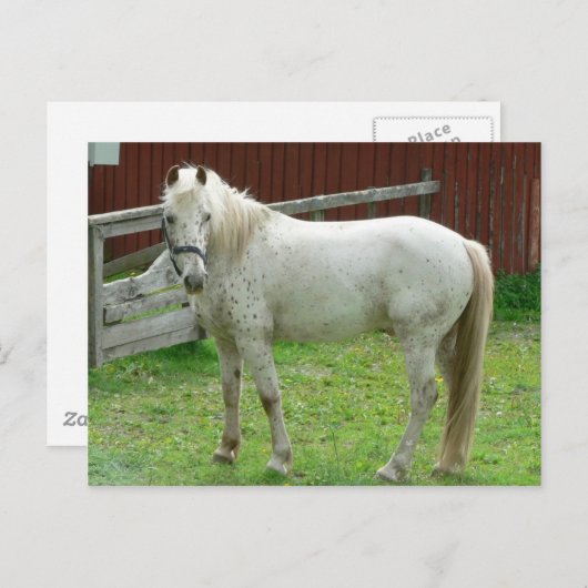 Weißes Pferd Postkarte (Vorne/Hinten)