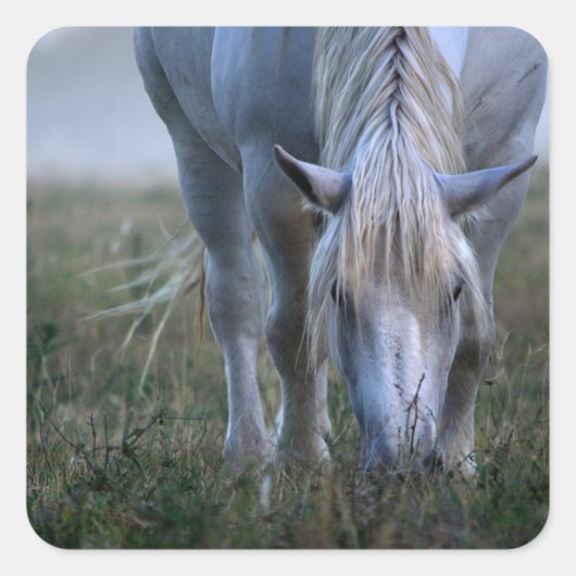 Weißes Pferd Quadratischer Aufkleber (Vorderseite)
