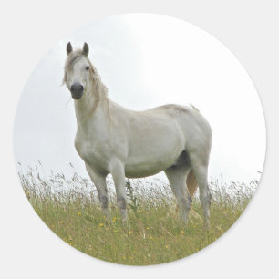 Weißes Pferd Runder Aufkleber