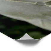 Weißes Pferd und Mädchen Poster (Ecke)