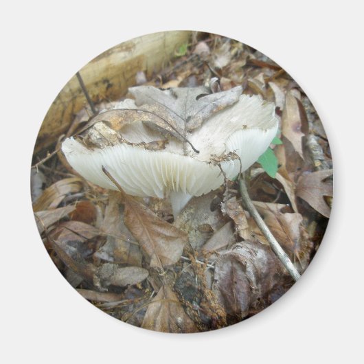 Weißes Pilz-Koordinatensystem Magnet (Vorne)