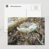 Weißes Pilz-Koordinatensystem Postkarte (Vorne/Hinten)