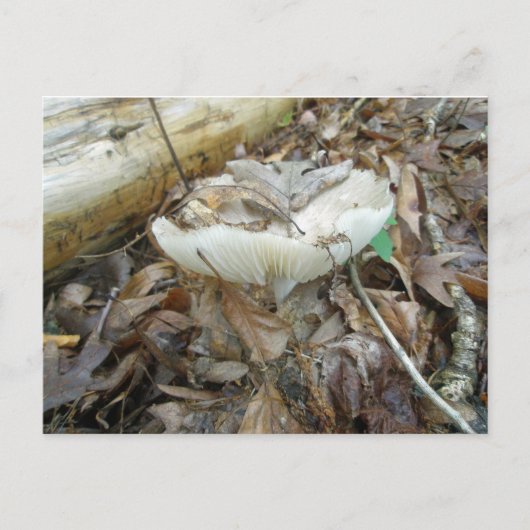 Weißes Pilz-Koordinatensystem Postkarte (Vorderseite)