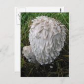 Weißes Pilz Postkarte (Vorne/Hinten)