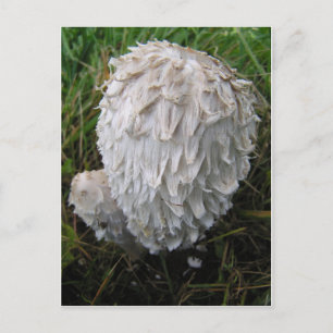 Weißes Pilz Postkarte
