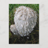 Weißes Pilz Postkarte (Vorderseite)