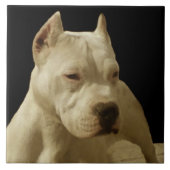 Weißes Pitbull Terrier Fliese (Vorderseite)