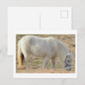 Weißes Pony Postkarte (Vorne/Hinten)