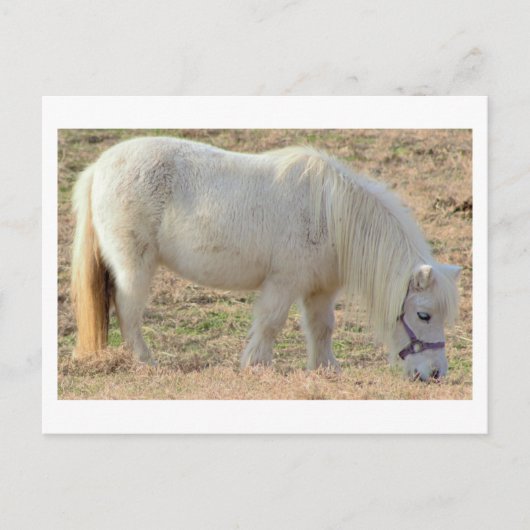 Weißes Pony Postkarte (Vorderseite)